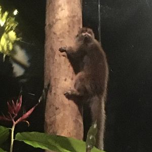 Milwaukee Public Museum - Rainforest - Goeldi's Monkey