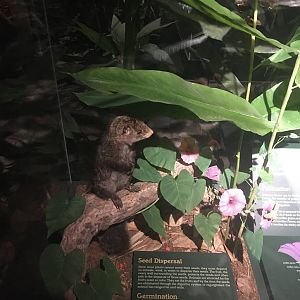 Milwaukee Public Museum - Rainforest - Squirrel Species ID?