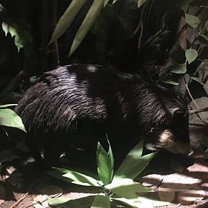 Milwaukee Public Museum - Rainforest - White-Lipped Peccary