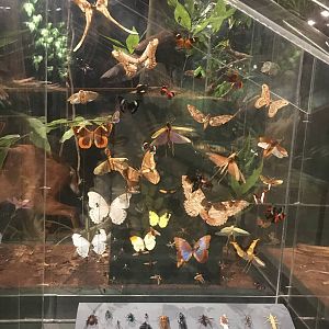Milwaukee Public Museum - Rainforest - Butterflies and other Invertebrates