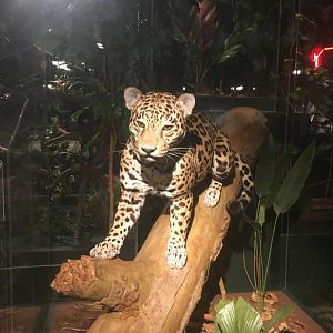 Milwaukee Public Museum - Rainforest - Jaguar