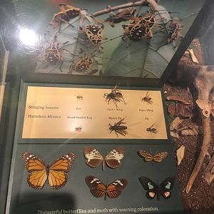 Milwaukee Public Museum - Rainforest - Stinging Insects and Distasteful Butterflies