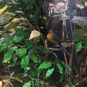 Milwaukee Public Museum - Rainforest - Bird Species ID?