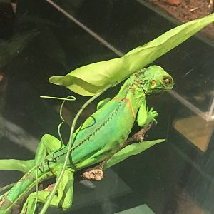 Milwaukee Public Museum - Rainforest - Lizard Species ID?