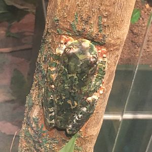 Milwaukee Public Museum - Rainforest - Tree Frog