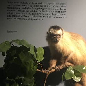 Milwaukee Public Museum - Rainforest - Brown Capuchin