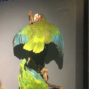 Milwaukee Public Museum - Rainforest - Cuban Amazons