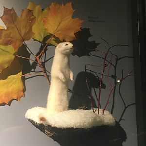 Milwaukee Public Museum - Rainforest - Ermine