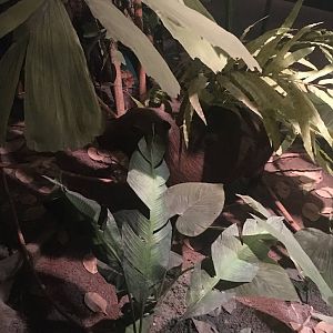Milwaukee Public Museum - Rainforest - Capybara