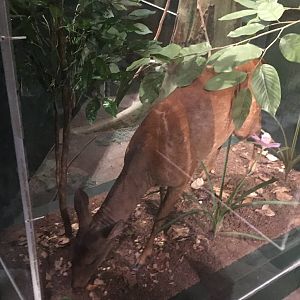 Milwaukee Public Museum - Rainforest - Red Brocket