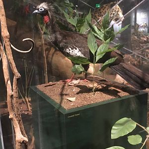 Milwaukee Public Museum - Rainforest - Crested Guan