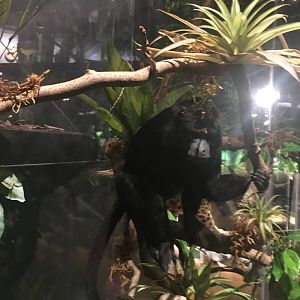 Milwaukee Public Museum - Rainforest - Black Howler Monkey