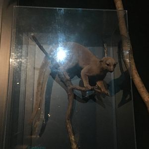 Milwaukee Public Museum - Rainforest - Kinkajou