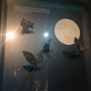Milwaukee Public Museum - Rainforest - Bats