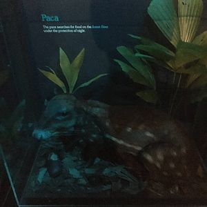 Milwaukee Public Museum - Rainforest - Paca