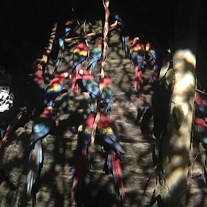 Milwaukee Public Museum - Rainforest - Scarlet Macaws