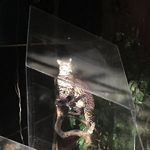 Milwaukee Public Museum - Rainforest - Ocelot