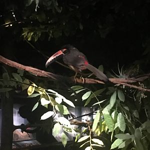 Milwaukee Public Museum - Rainforest - Fiery-Billed Aracari