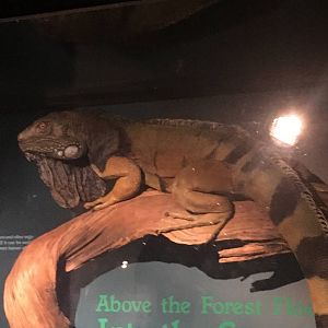 Milwaukee Public Museum - Rainforest - Green Iguana