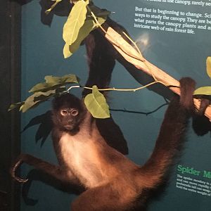 Milwaukee Public Museum - Rainforest - Black-Handed Spider Monkey