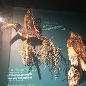 Milwaukee Public Museum - Rainforest - Fiery-Billed Aracari and Great Potoo
