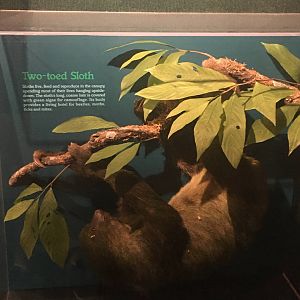 Milwaukee Public Museum - Rainforest - Two-Toed Sloth