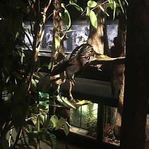 Milwaukee Public Museum - Rainforest - Bird Species ID?