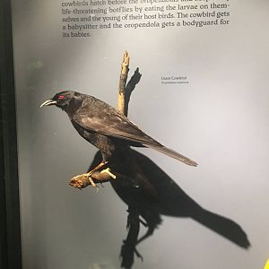 Milwaukee Public Museum - Rainforest - Giant Cowbird