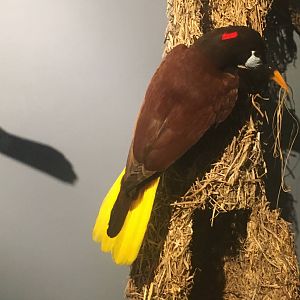 Milwaukee Public Museum - Rainforest - Montezuma Oropendola