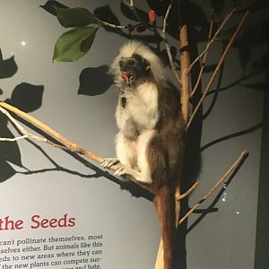 Milwaukee Public Museum - Rainforest - Cotton-Top Tamarin