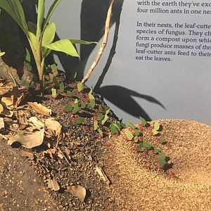 Milwaukee Public Museum - Rainforest - Leaf-Cutter Ants