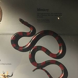 Milwaukee Public Museum - Rainforest - False Coral Snake
