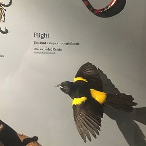 Milwaukee Public Museum - Rainforest - Black-Cowled Oriole