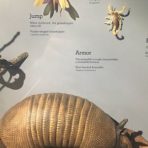 Milwaukee Public Museum - Rainforest - Nine-Banded Armadillo