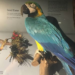 Milwaukee Public Museum - Rainforest - Blue-and-Yellow Macaw