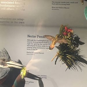 Milwaukee Public Museum - Rainforest - Rufous-Breasted Hermit
