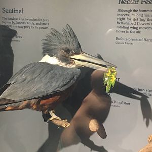 Milwaukee Public Museum - Rainforest - Ringed Kingfisher