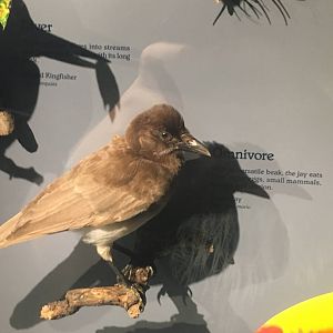 Milwaukee Public Museum - Rainforest - Brown Jay