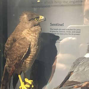 Milwaukee Public Museum - Rainforest - Roadside Hawk