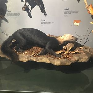 Milwaukee Public Museum - Rainforest - Tayra