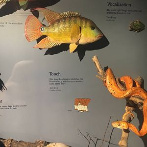 Milwaukee Public Museum - Festae Cichlids and Tree Boa