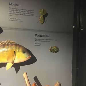 Milwaukee Public Museum - Rainforest - Preying Mantis and Tree Frog