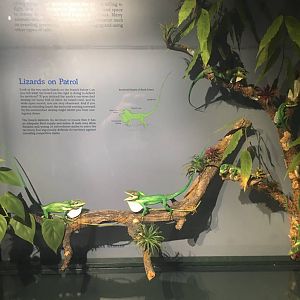 Milwaukee Public Museum - Rainforest - Anoles