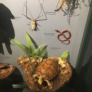 Milwaukee Public Museum - Rainforest - Ornate Box Turtle, Harlequin Beetle, and False Coral Snake