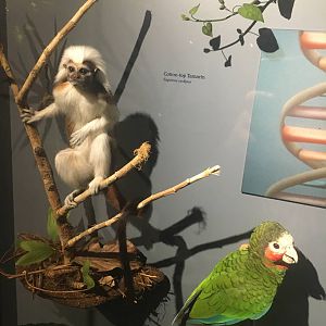 Milwaukee Public Museum - Rainforest - Cotton-Top Tamarin and Cuban Amazon Parrot