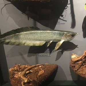 Milwaukee Public Museum - Rainforest - Arowana and Whiptail Lizard