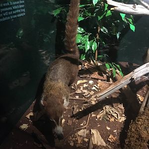 Milwaukee Public Museum - Rainforest - White-Nosed Coati