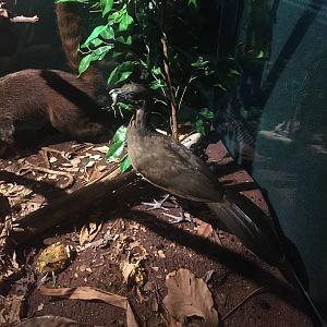 Milwaukee Public Museum - Rainforest - Gray-headed Chachalaca