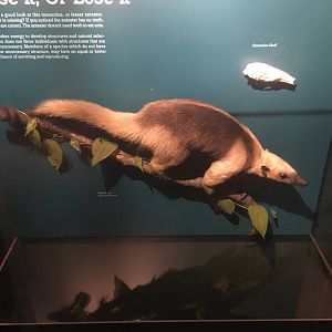 Milwaukee Public Museum - Rainforest - Tamandua