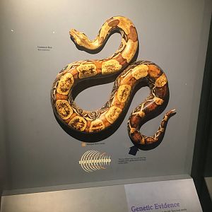 Milwaukee Public Museum - Rainforest - Boa Constrictor